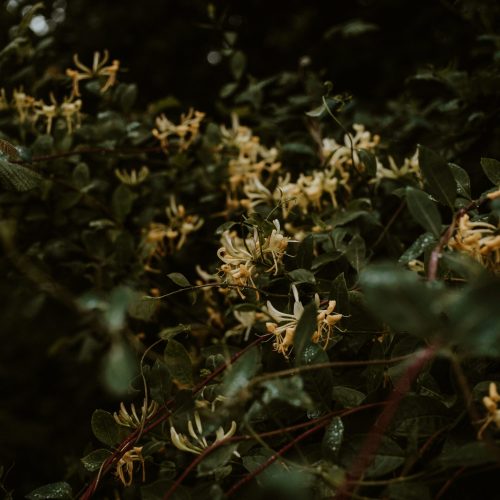 Honeysuckle